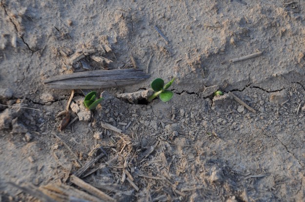 05 29 13 - Beans 001