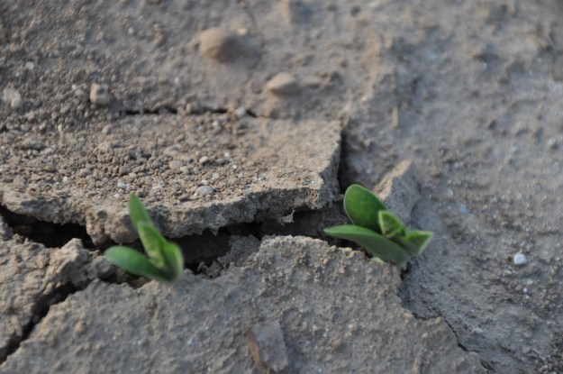 05 29 13 - Beans 004