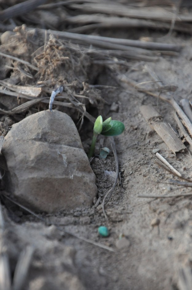 05 29 13 - Beans 005