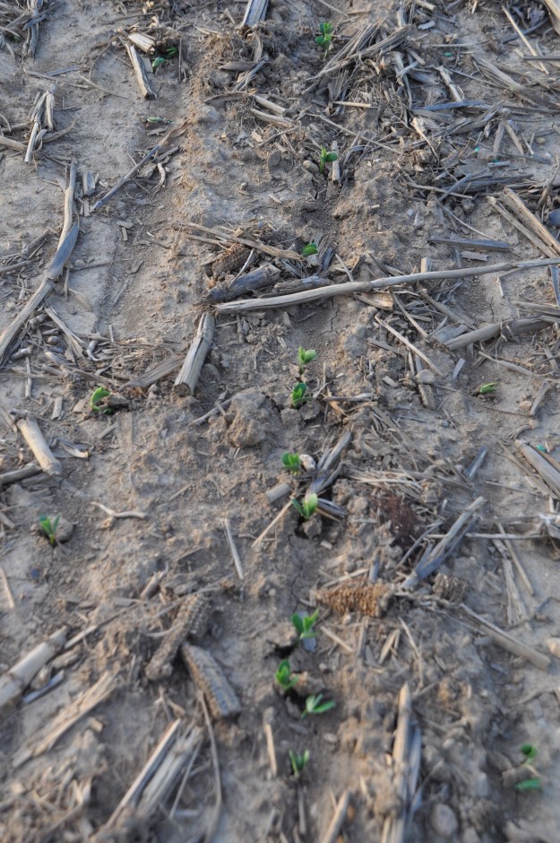 05 29 13 - Beans 007