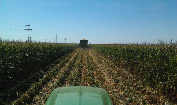 High Moisture FeedLot Corn