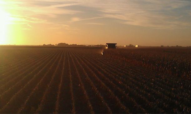 Irr Corn along I-80