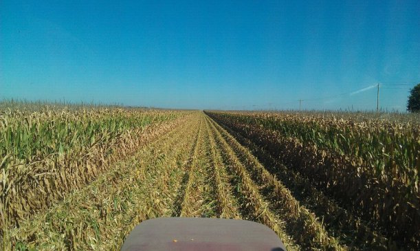 Mile Long Rows-Henderson