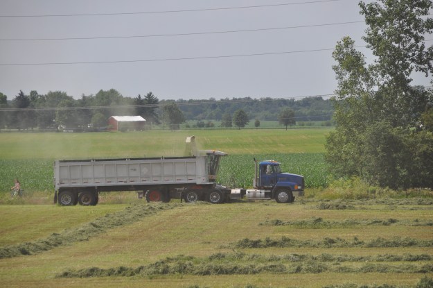 Alfalfa Chopping 003