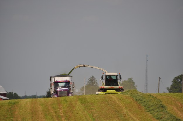 Alfalfa Chopping 004