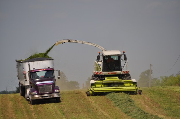 Alfalfa Chopping 009