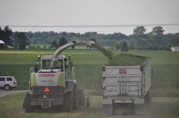 Alfalfa Chopping 011