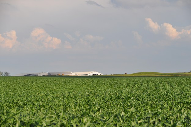 Farm Pictures 06 18 13 003 - Corn