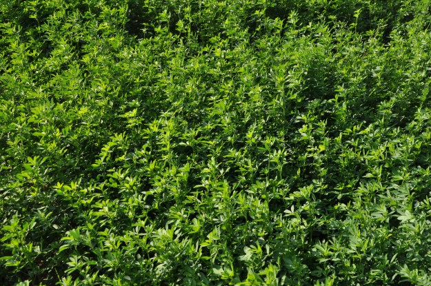 Farm Pictures 06 18 13 016 - Alfalfa