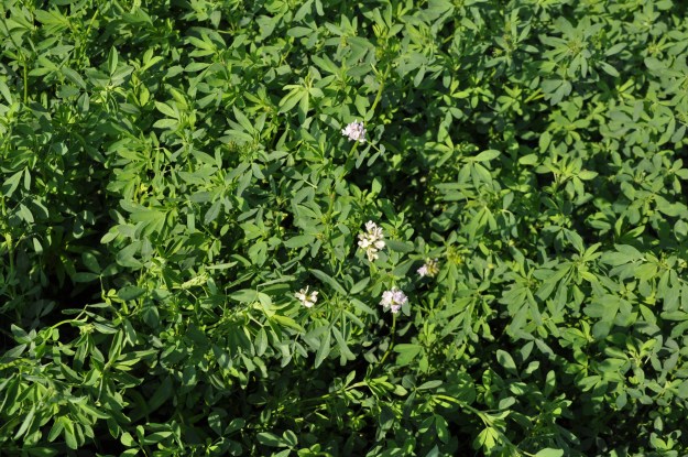 Farm Pictures 06 18 13 019 - Alfalfa
