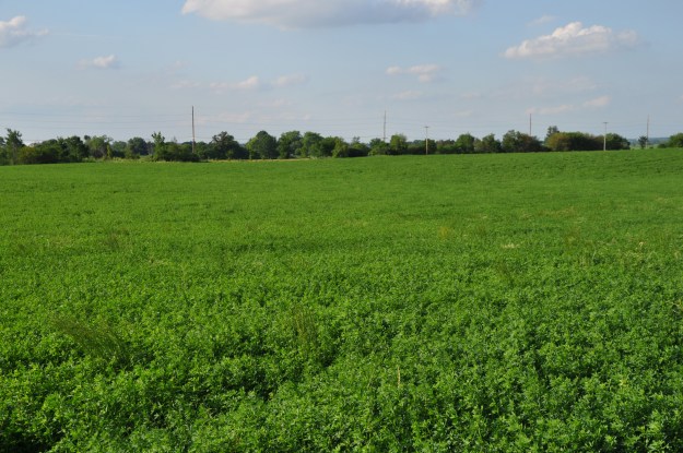 Farm Pictures 06 18 13 020 - Alfalfa