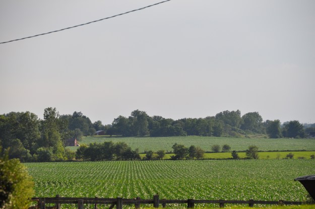 Farm Pictures 06 18 13 025 - Corn
