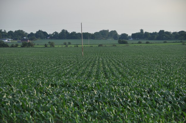 Farm Pictures 06 18 13 029 - Corn