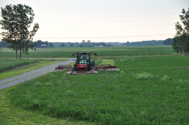 Farm Pictures 06 18 13 033 - Alfala
