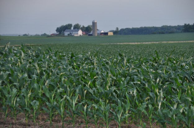 Farm Pictures 06 18 13 050 - Corn