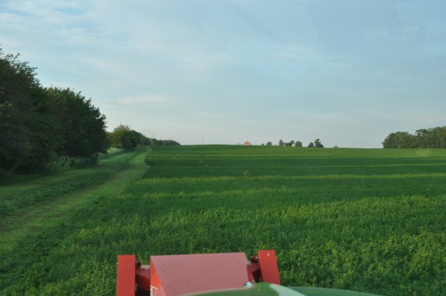 Farm Pictures 06 18 13 060 - Alfalfa