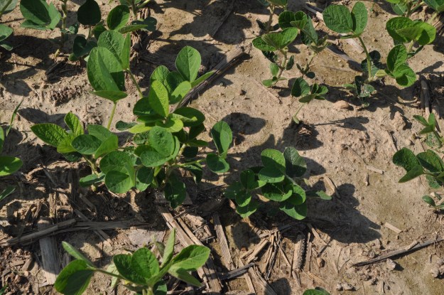 Soybeans 6 17 13 012