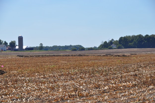 Harvest 2013 - 09 04 13 006