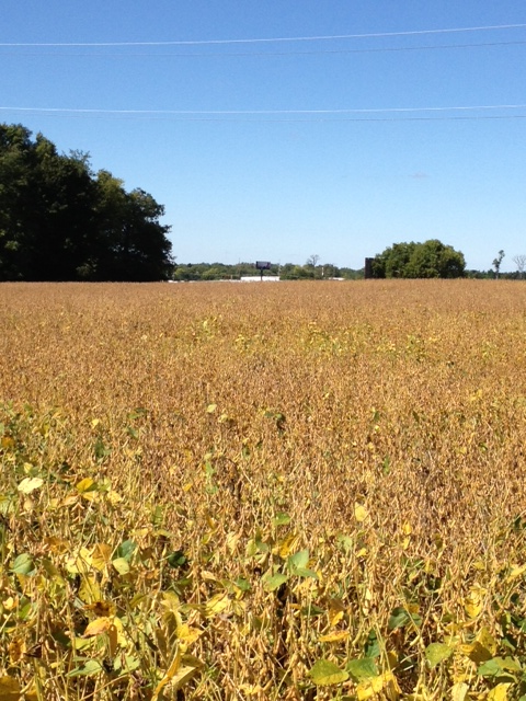 Soybean field