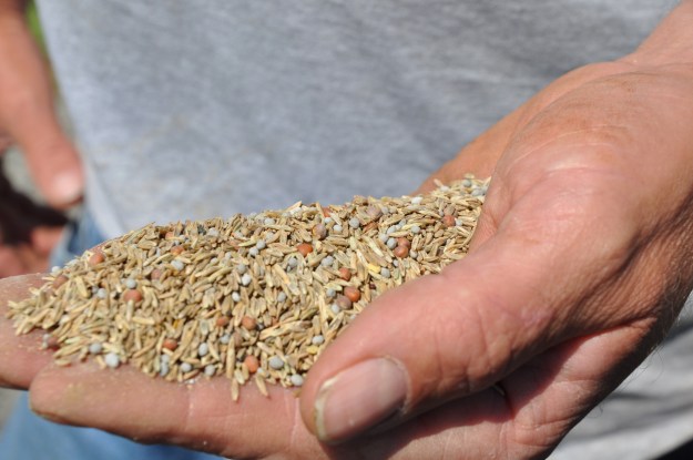 Rye Clover Radishes cover crop seed