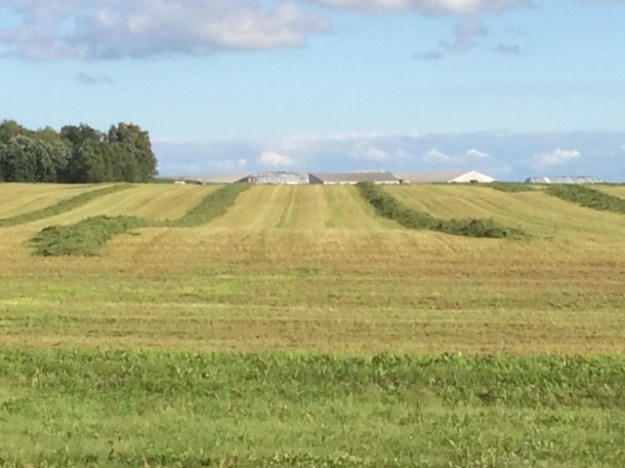 Alfalfa cutting 07 03 14 - 13