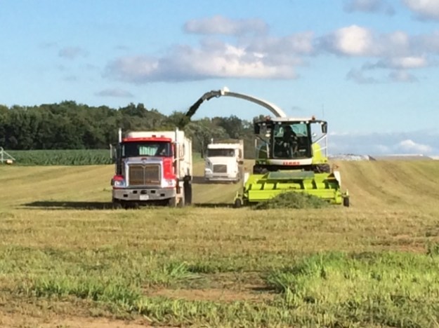 Alfalfa cutting 07 03 14 - 6
