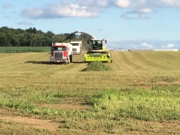 Alfalfa cutting 07 03 14 - 7